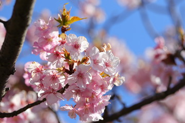 河津桜
