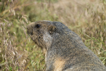 Naklejka na ściany i meble marmottes (Marmota) devant son terrier.