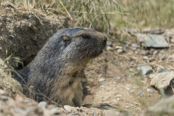 Naklejka premium marmottes (Marmota) devant son terrier.
