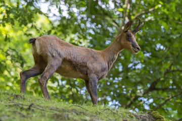isard (ou izard), Rupicapra pyrenaica, et son jeune dans les Pyrénées.