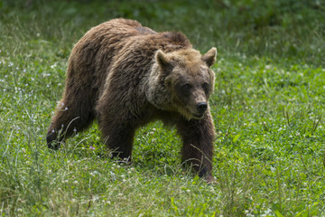 Ours des Pyrénées (ours brun).