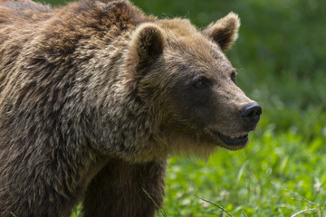 Ours des Pyrénées (ours brun).