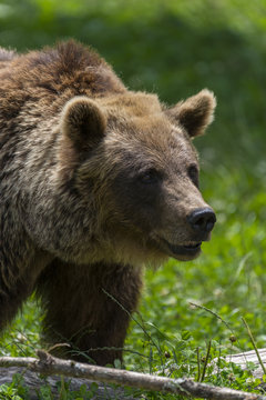 Ours des Pyrénées (ours brun).