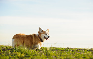 Welsh Pembroke Corgi dog outdoor portrait standing in field