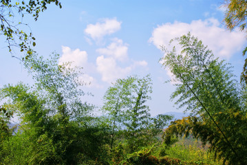 bamboo and blue sky