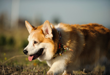 Welsh Pembroke Corgi dog outdoor portrait walking through field