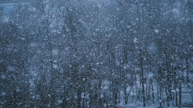 Slow motion of falling snow. Blurred winter forest background. Winter cold weather
