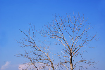 branches of tree and blue sky