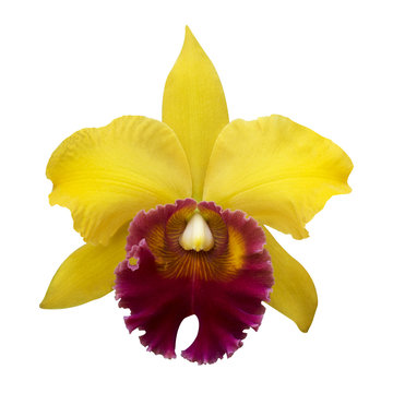 Yellow Orchid [Cattleya] isolated on white back ground