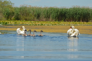 Beautifu swans