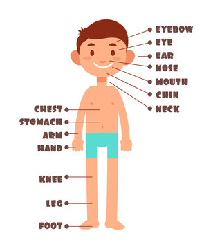 Cartoon boy. Kids body parts with english vocabulary vector set