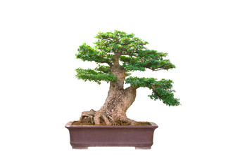 Bonsai tree Planted in the garden isolated on white background