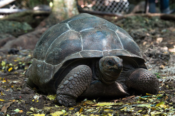 Aldabra giant tortoise in turtle sanctuary, on Prison island reservation, Zanzibar