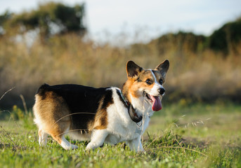 Welsh Pembroke Corgi dog outdoor portrait walking through field 