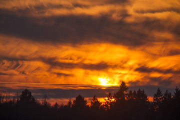 fiery sunset over the tops of pine forest