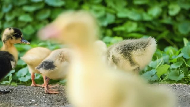 Cute domestic gosling and duckling eating grain, drinking water and walking in green grass, outdoor.