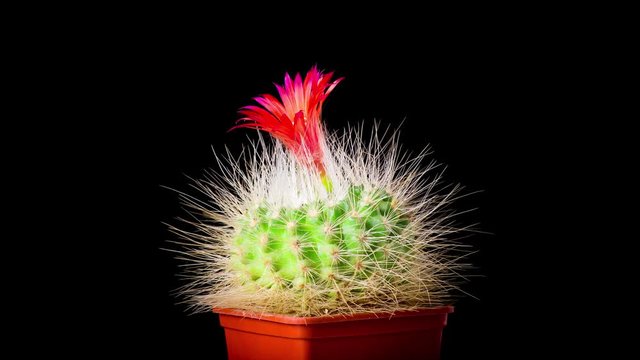 Time-Lapse of beautiful cactus or cacti flowers which are in their colorful blooming on black background. Timelapse opening red Parodia penicillata.