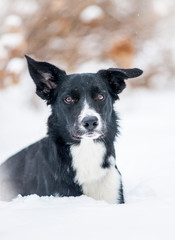 Cute border collie portrait