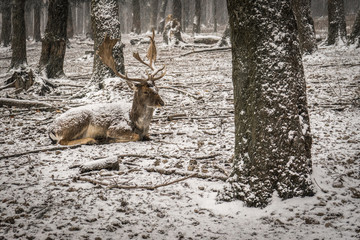 Deer laying in the snowy forest