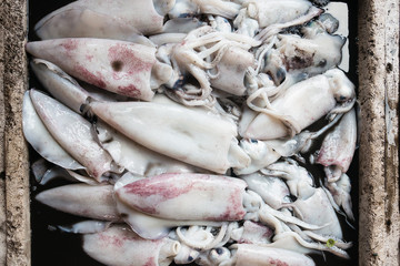 Calamary on the counter of a fish street market
