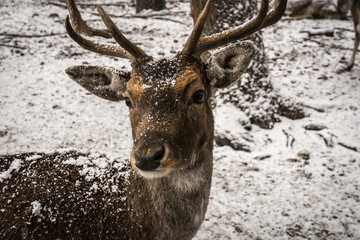 Snowy deer in the cold forest