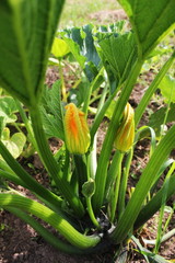 Obraz premium Zucchini plants in blossom on the garden bed
