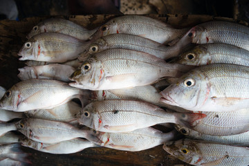 White snapper at fish market