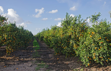 Fototapeta na wymiar Trees with ripe oranges
