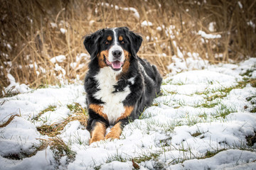 Berner Sennenhund im Schnee