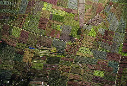Aerial view patterns of Onion plantation located in Argapura, Indonesia