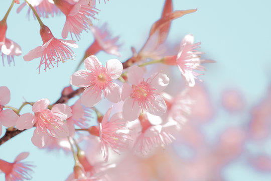 Fototapeta Beautiful sakura flowers in pastel color