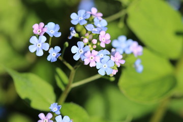 Pink and blue flower