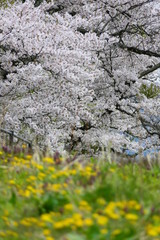 遠野市　岩手県　日本。　猿ヶ石川原　満開の桜とタンポポ。　五月上旬