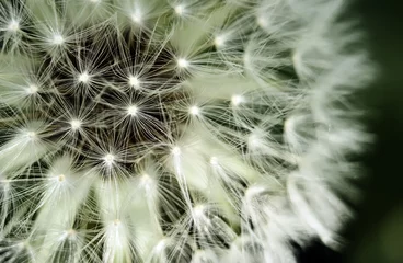 Foto op Plexiglas Detail of a dandelion Taraxacum Officinale seed head on green background © foto8tik
