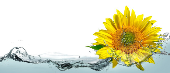 Sunflower flower in water splashes.
