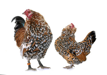 Barbu d'Anvers chicken and rooster