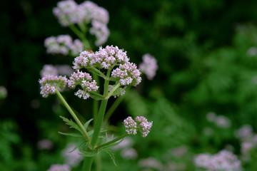 flowering common Valerian