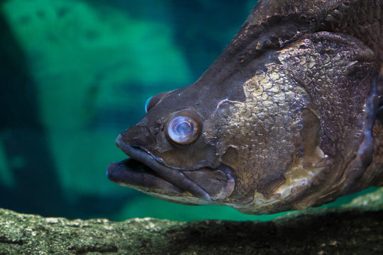 Underwater: deep-sea fish close-up