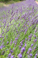 Obraz premium lavender field blooming blossom