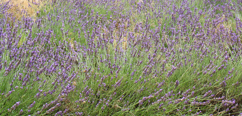 lavender blooming field blossom provence france