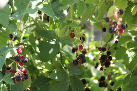 doğanın hediyesi ahududu nature's gift raspberry 2