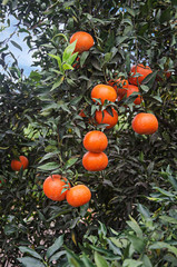 Tangerines on branch