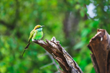 Amazing bird Green Bee Eater