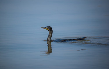 Swimming Cormorant