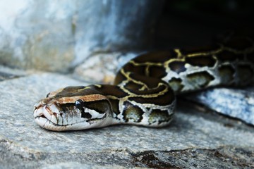 Fototapeta premium VisitorPython