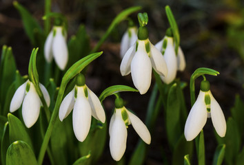 Fototapeta premium Beautiful snowdrop flowers closeup