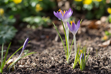 Frühlings-Krokus