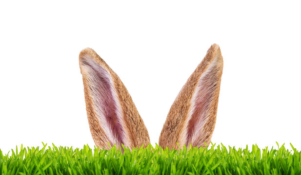 hase ostern