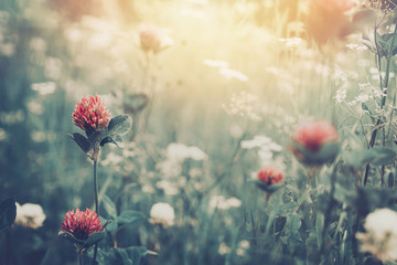 Beautiful spring summer background with wild meadow grass and clover flowers in the rays of sunset....