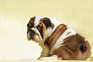 Cute puppy of English Bulldog looks back,